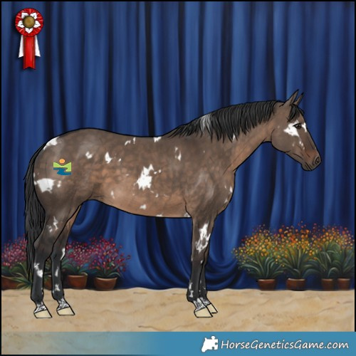 Horse Color:White Spotted Brown Dun 