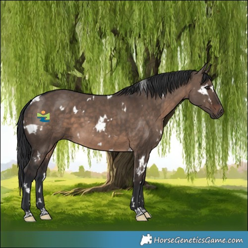 Horse Color:White Spotted Brown Dun 