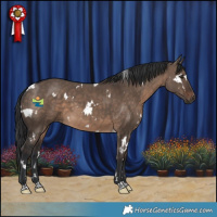 Horse Color:White Spotted Brown Dun 