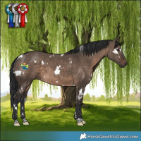 Horse Color:White Spotted Brown Dun