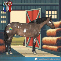 Horse Color:White Spotted Brown Dun