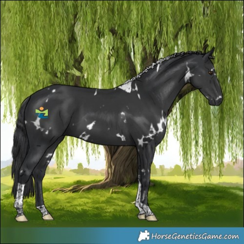 Horse Color:White Spotted Black Tobiano 