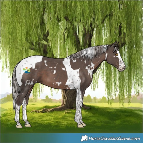 Horse Color:White Spotted Silver Black Splash Tobiano 