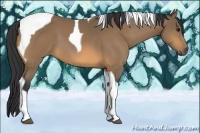Horse Color:Buckskin Tobiano