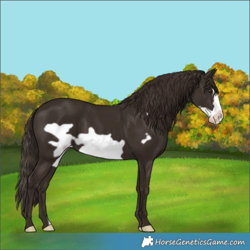 Horse Color:Liver Chestnut Frame 