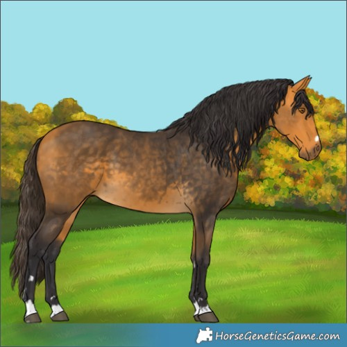 Horse Color:Buckskin 