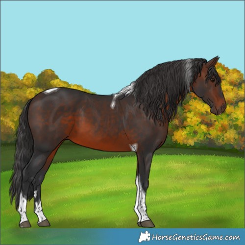 Horse Color:Brown Tobiano 