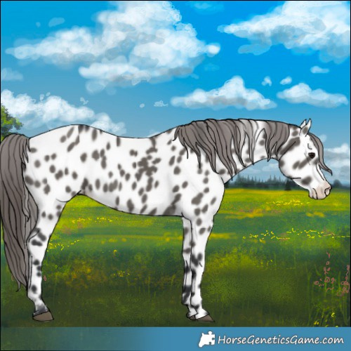 Horse Color:Grullo Appaloosa 