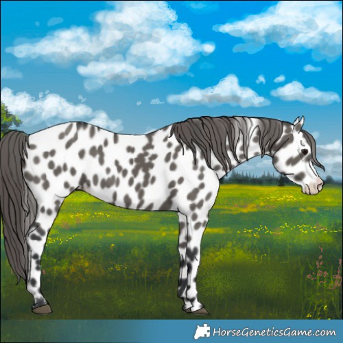 Horse Color:Grullo Appaloosa 