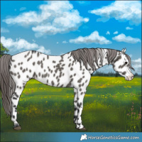 Horse Color:Grullo Appaloosa