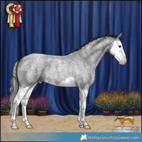 Horse Color:Blue Roan Splash 