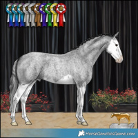 Horse Color:Blue Roan Splash