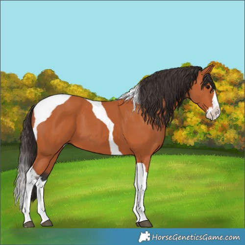Horse Color:Bay Splash Tobiano 