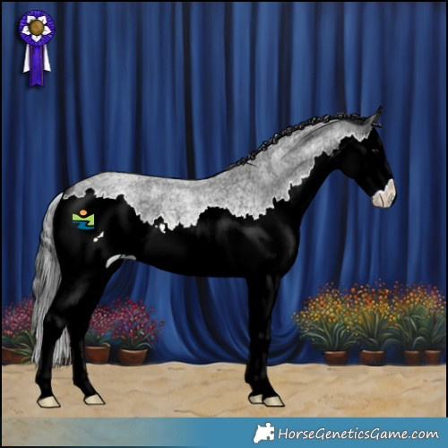Horse Color:Blue Ice Roan Splash