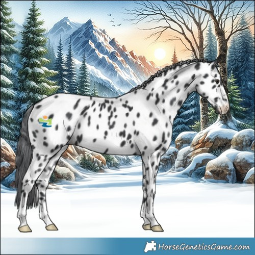Horse Color:Black Chinchilla Appaloosa 