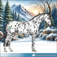 Horse Color:Black Chinchilla Appaloosa