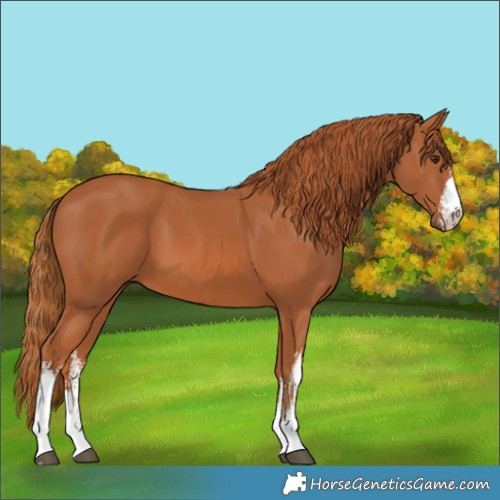 Horse Color:White Spotted Chestnut 