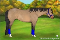 Horse Color:Bay Roan Dun 