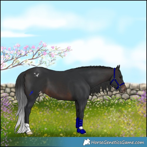 Horse Color:Brown Appaloosa 