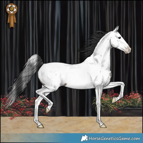 Horse Color:Black Splash Appaloosa 