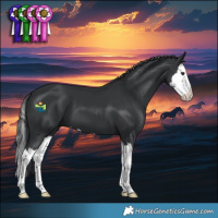 Horse Color:Black Chinchilla Splash