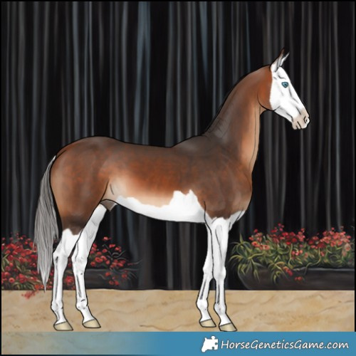 Horse Color:Bay Splash 