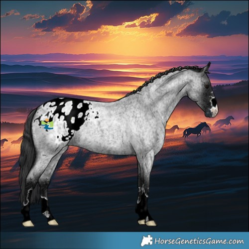 Horse Color:Blue Ice Roan Appaloosa 