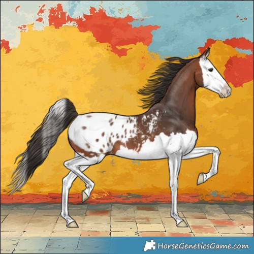 Horse Color:Bay Splash Appaloosa 