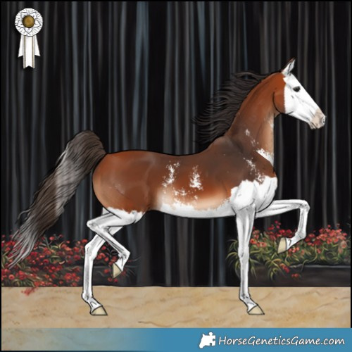 Horse Color:Bay Sabino Splash 