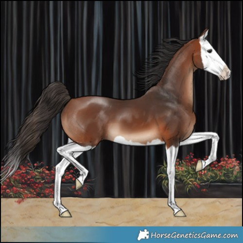 Horse Color:Bay Splash 