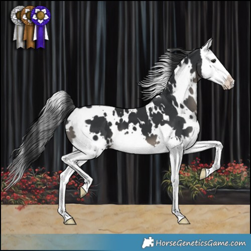 Horse Color:White Spotted Black Splash 