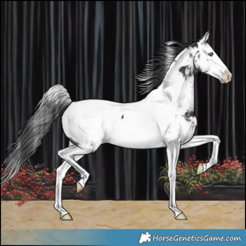 Horse Color:White Spotted Black Splash Near Fewspot 