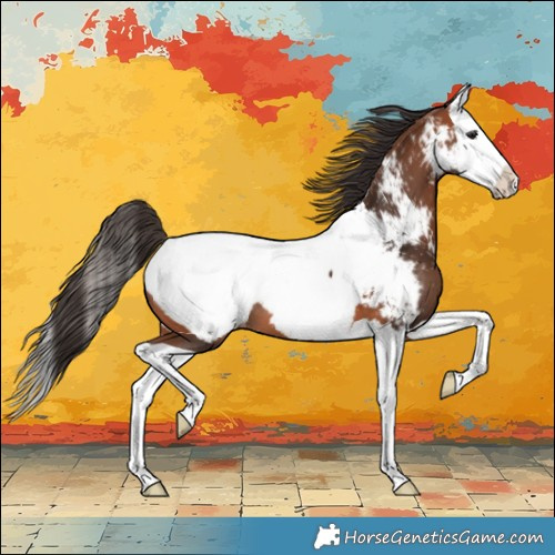 Horse Color:Bay Splash Appaloosa 