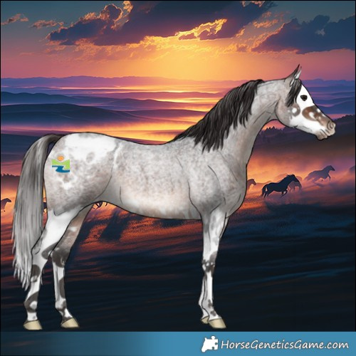 Horse Color:Brown Roan Splash Appaloosa 