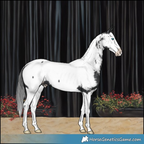 Horse Color:Black Splash Near Fewspot 