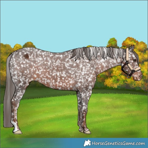 Horse Color:Liver Chestnut Snowflake Varnish 
