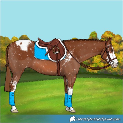 Horse Color:Chestnut Sabino Appaloosa 