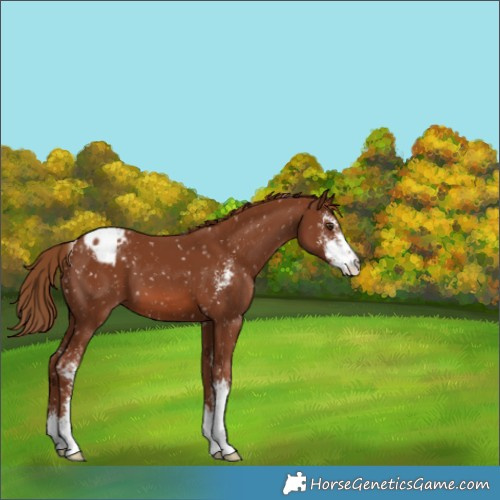 Horse Color:Chestnut Sabino Appaloosa 