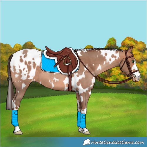 Horse Color:White Spotted Amber Champagne Appaloosa