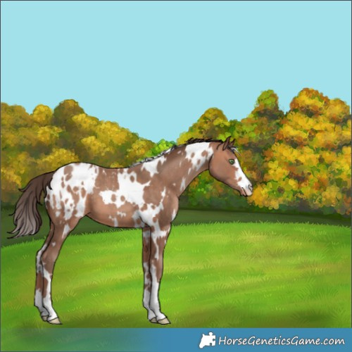 Horse Color:White Spotted Amber Champagne Appaloosa 