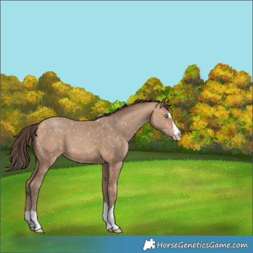 Horse Color:Amber Champagne Appaloosa 