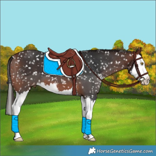 Horse Color:Bay Sabino Splash Snowflake Varnish