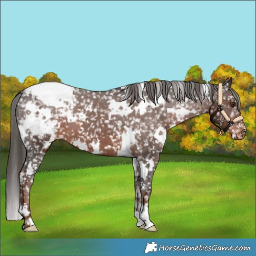 Horse Color:White Spotted Liver Chestnut Appaloosa