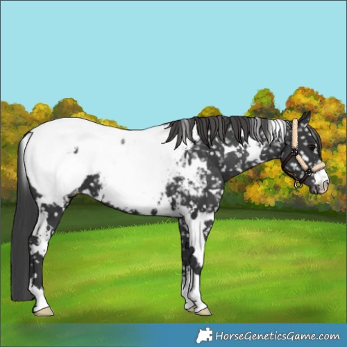 Horse Color:White Spotted Black Near Fewspot 