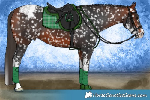 Horse Color:Bay Sabino Snowflake Varnish