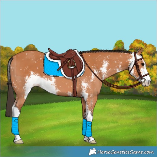 Horse Color:Bay Sabino Appaloosa 