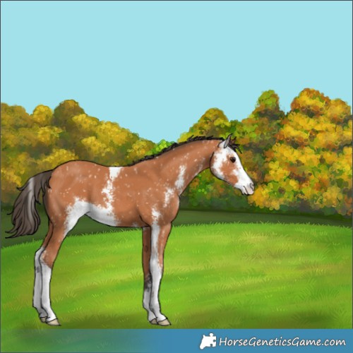 Horse Color:Bay Sabino Appaloosa 