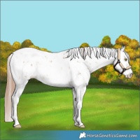Horse Color:Gold Champagne Sabino Snowflake Varnish 