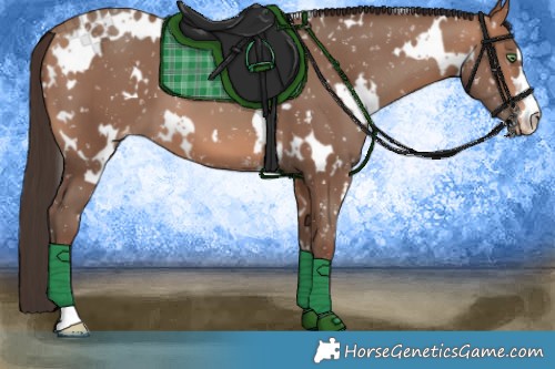 Horse Color:White Spotted Sable Champagne Appaloosa 