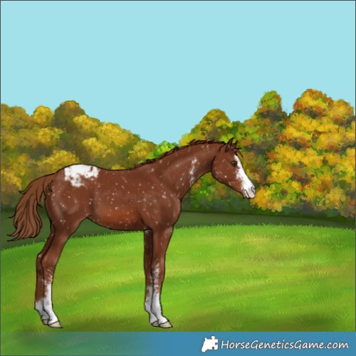 Horse Color:Chestnut Sabino Appaloosa 